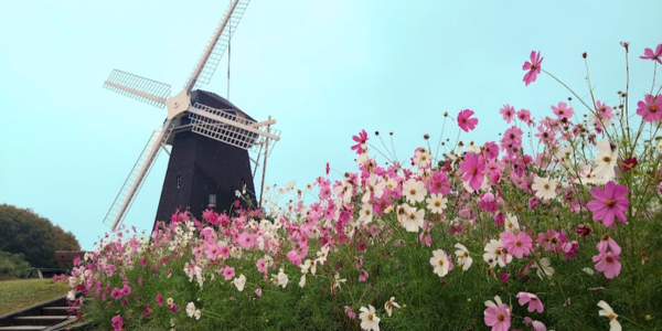 鶴見緑地　風車とコスモス